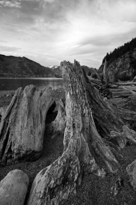 Driftwood - Porteau Cove