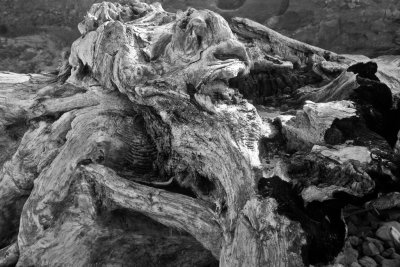 Driftwood Closeup