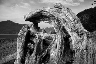 Driftwood Portal 1