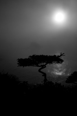 Fog and Tree - Cape Flattery