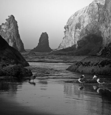 Sea Stacks and Birds