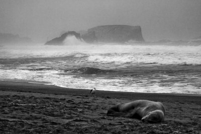 Sleeping Sea Lion