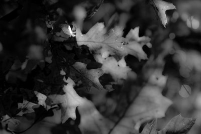Leaves Closeup