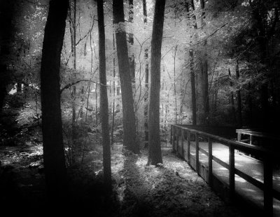 Pathway and Trees