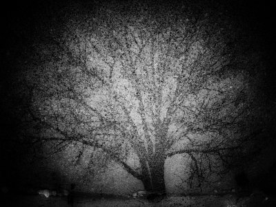 Tree Reflection