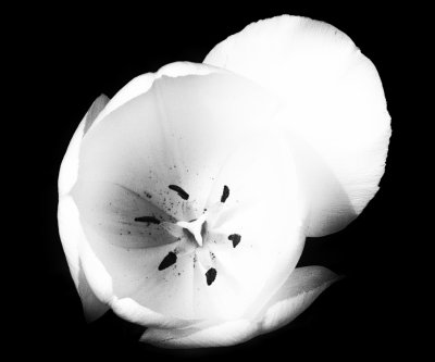 Tulips 1