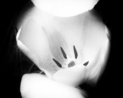 Tulips 2