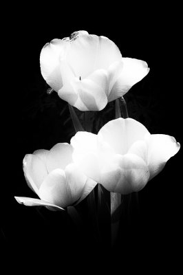 Tulips 3