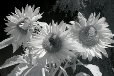 Sunflowers_a.jpg