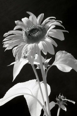 Sunflower_b.jpg