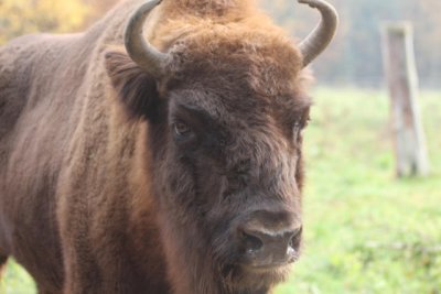 Wisent