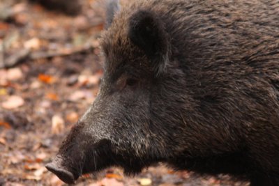 Wildschwein