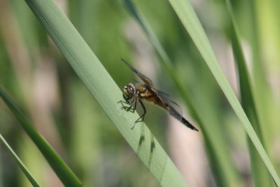 Libelle