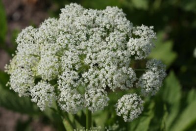Meisterwurz