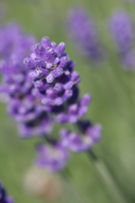 Echter Lavendel