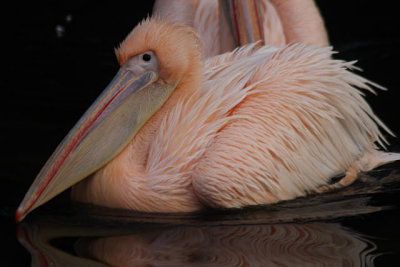 Rosa Pelikan / White Pelican