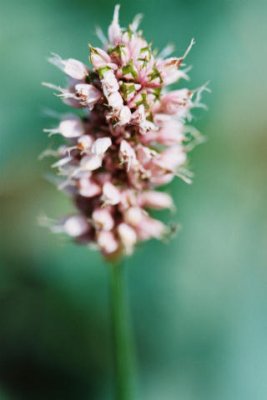 Wiesen-Knterich / Snakeroot