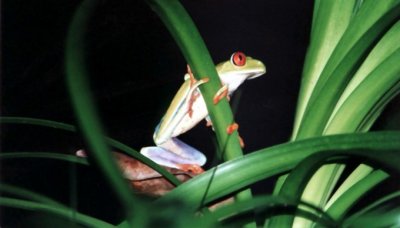Rotaugenfrosch / gaudy leaf frog