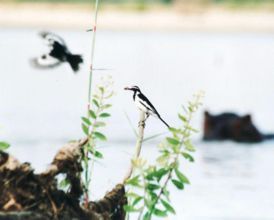 Witwenstelze / African pied wagtail