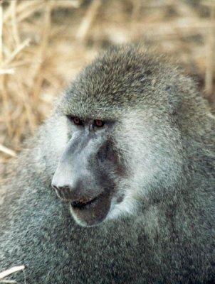 Anubispavian / Olive baboon