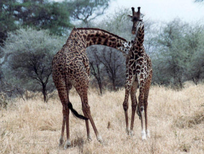 kmpfende Giraffenbullen / fighting giraffes
