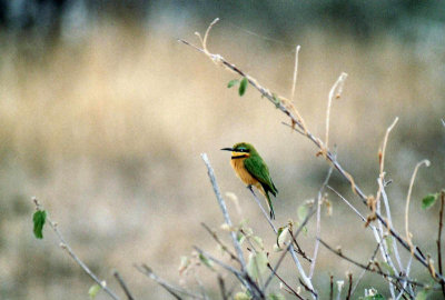 Zwergspint / Little bee-eater