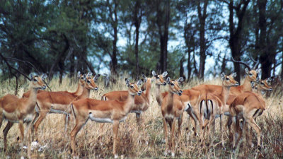 Impalas