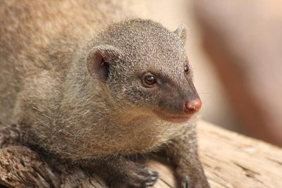 Zwergmanguste / Dwarf mongoose