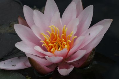 If you have forgotten water lilies floating...