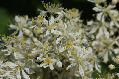 ... Meadowsweet, the chosen of them all...