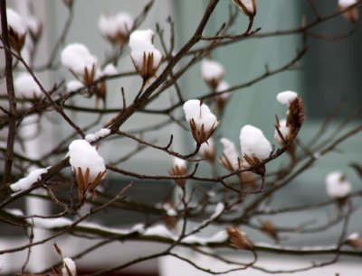 snow on Magnolia