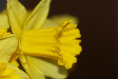 Fair Daffodills...
