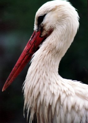 Storch / stork