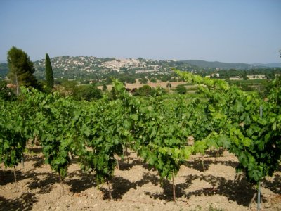 Fayence: Weinfeld / vineyard