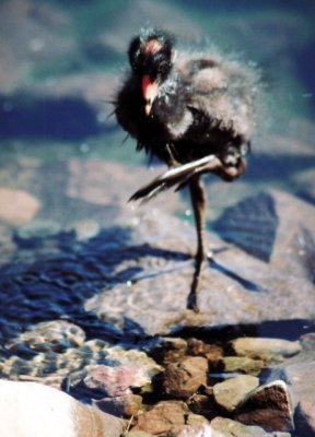 Teichrallenkken / Moorhen chick