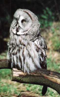 Bartkauz / Great Grey Owl