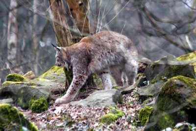 Luchs / Lynx - stretching 1