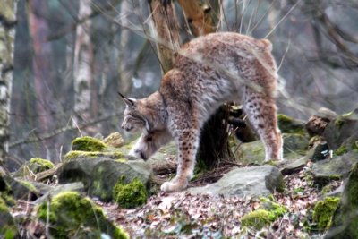 Luchs / Lynx - stretching 2