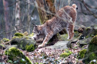 Luchs / Lynx - stretching 3