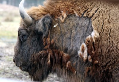Wisent / European bison