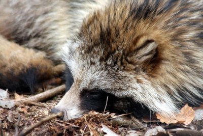 Marderhund / Raccoon dog