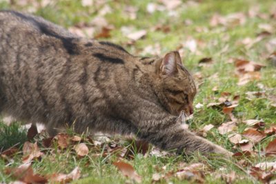Wildkatze / Wild cat