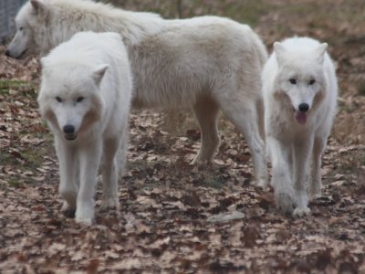 Polarwölfe / Polar wolves