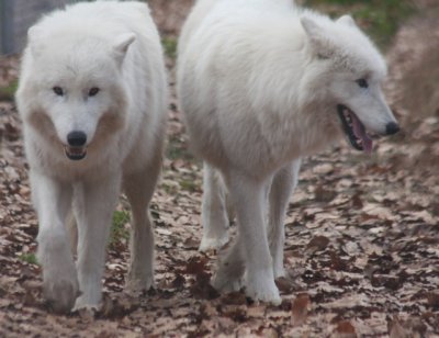 Polarwölfe / Polar wolves