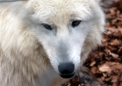 Polarwolf / Polar wolf