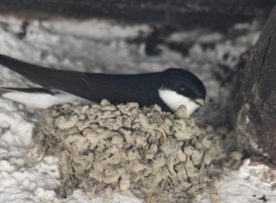 Mehlschwalbe / house martin