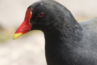 Teichralle / Moorhen