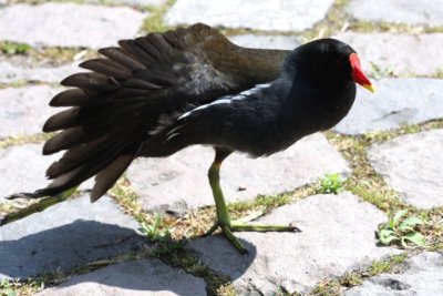 Teichralle / Moorhen