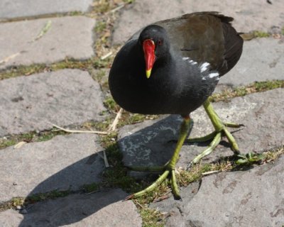 Teichralle / Moorhen