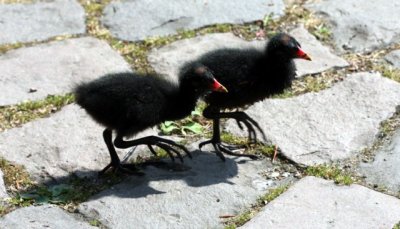 Teichrallenküken / Moorhen chicks